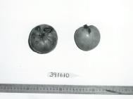 Click for 1 image(s) for this accession. FRUIT